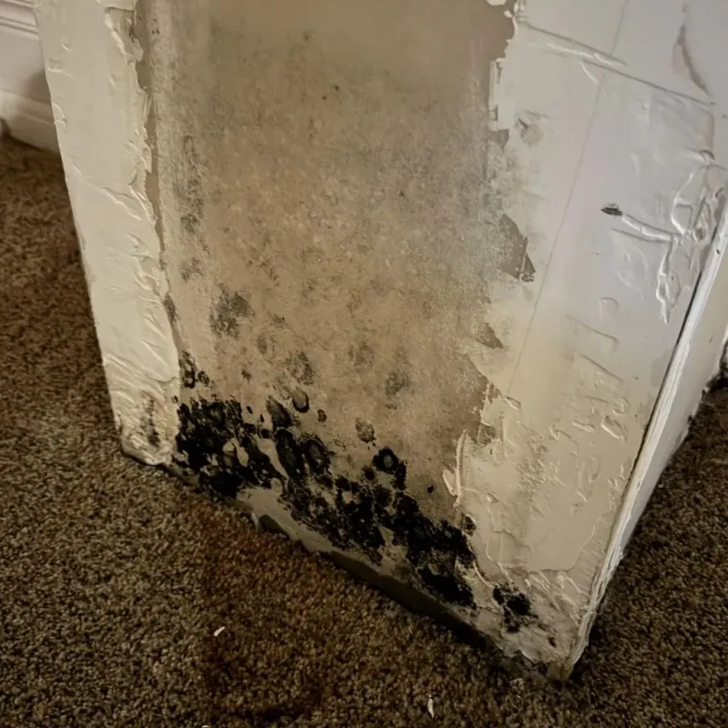 Professional Mold Removal in Scranton, PA